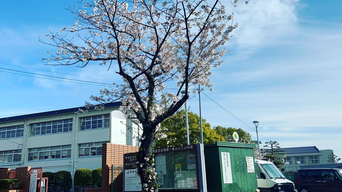 香住丘高等学校と桜