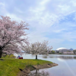 公園と池と桜