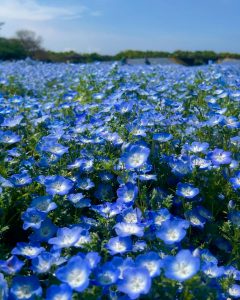 一面のネモフィラ