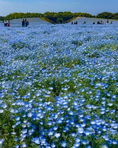 一面のネモミラ