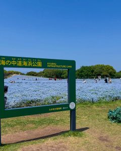 海の中道海浜公園のネモフィラ撮影スポット